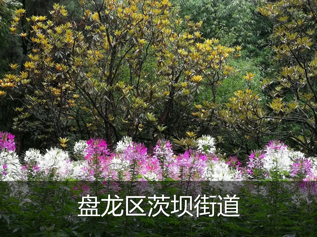 盘龙区茨坝街道